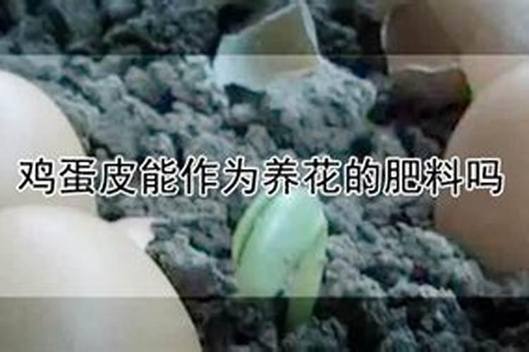 蛋壳可以直接做肥料吗