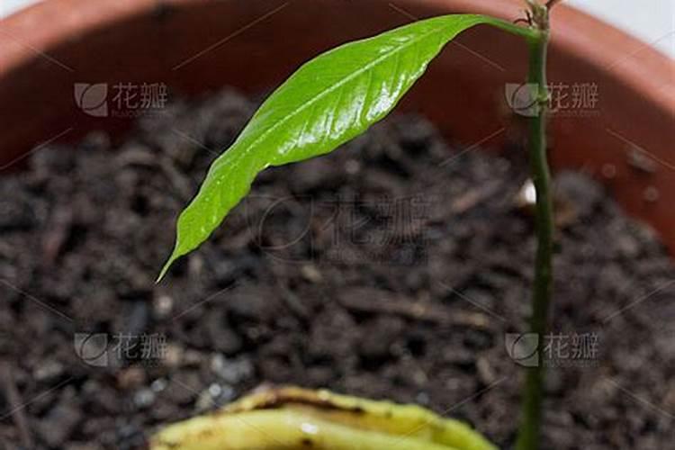 芒果苗用什么肥料长得快,芒果施肥技巧总结