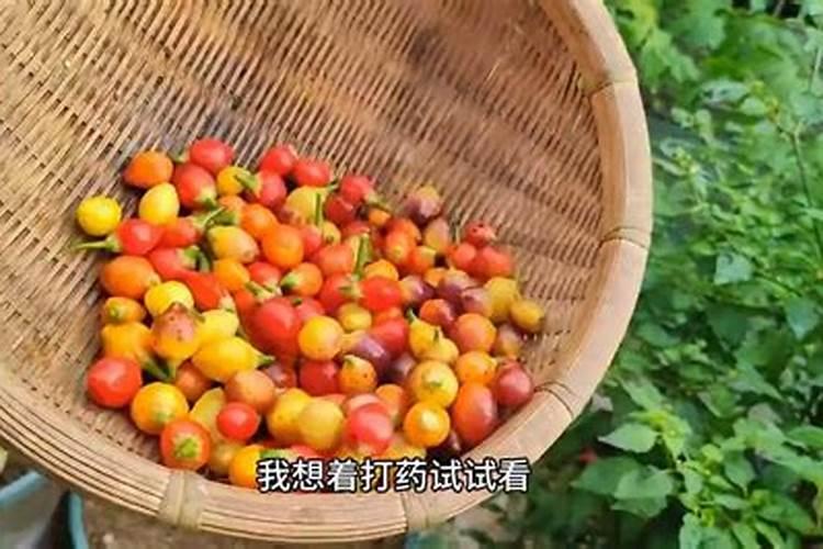 辣椒雨后打什么杀菌剂？