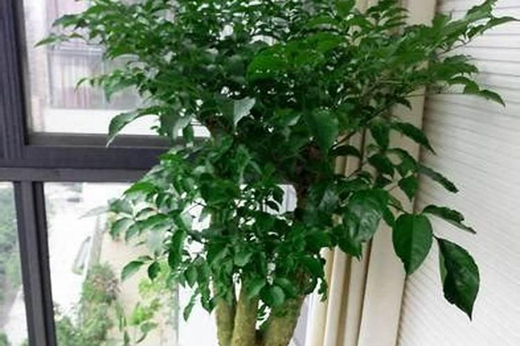 幸福树要使用什么肥料？