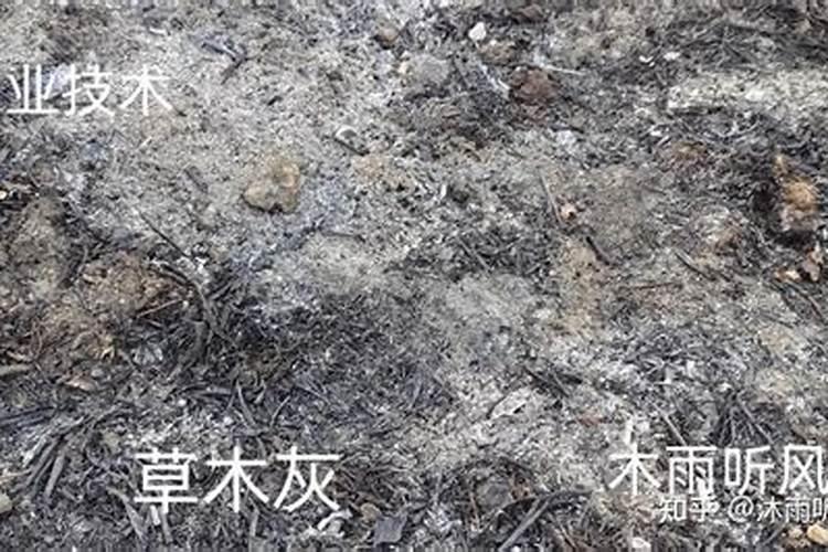 红薯什么时候施草木灰好