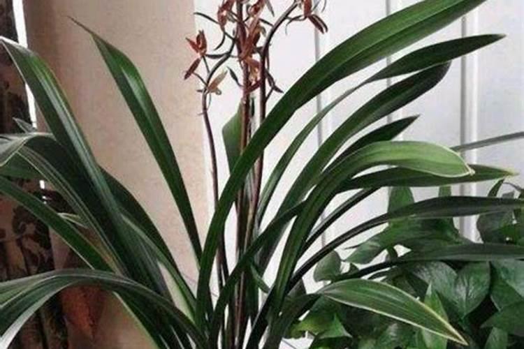 墨兰开花期间怎么养护