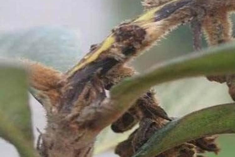 腐霉利使用方法