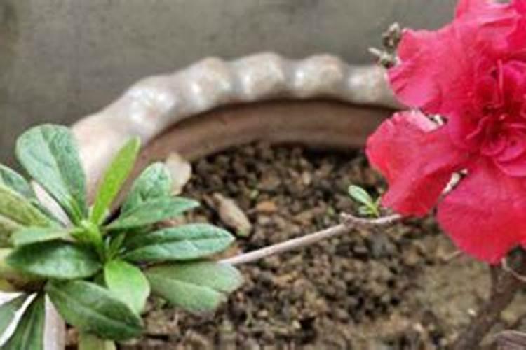 四月种植的映山红到7月不来芽怎么办？