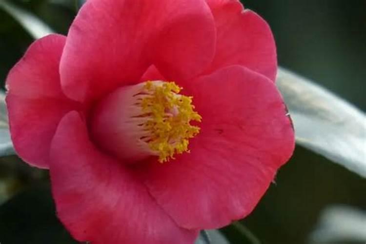 茶花什么时候施肥 茶花施肥用什么肥料