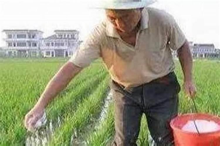 磷肥能撒在地面上吗