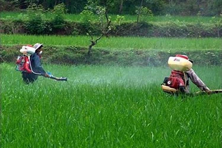 小麦冬季施肥时间施什么肥料？