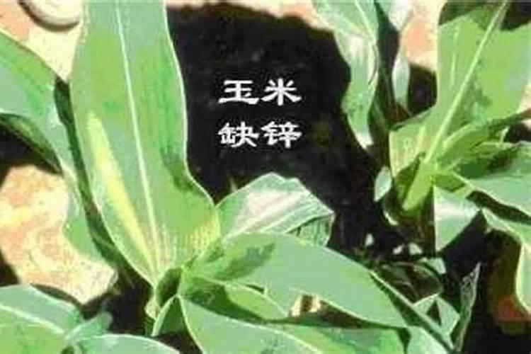 锌肥的功能作用