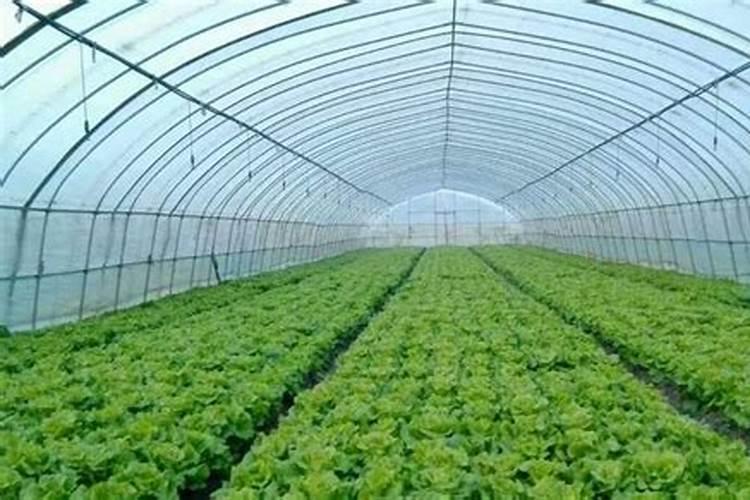 ...朋友推荐用方片钾颗粒水溶肥 说是高钾的 效果不错 没用过 不放心啊...