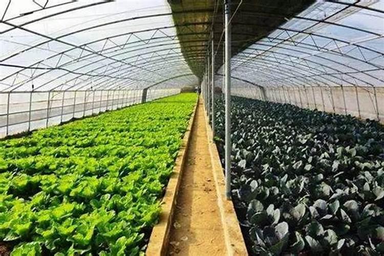大棚夏黑葡萄萌芽期要施什么肥料？