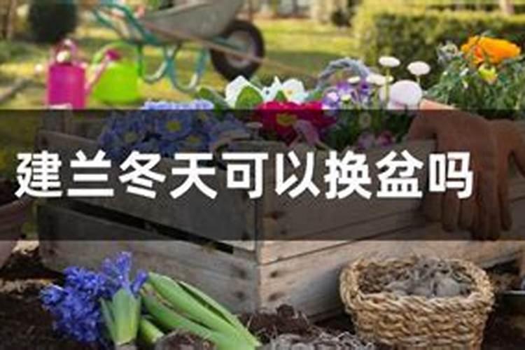 建兰四季怎么施肥