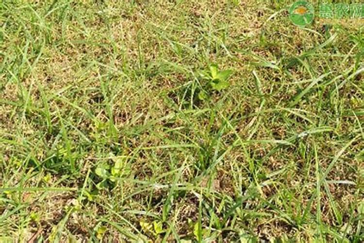 常见的氮肥、磷肥、钾肥、复合肥有哪些……