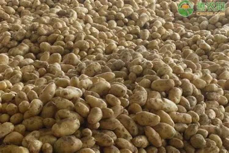 庄稼出现成片歪斜用什么肥料 是什么原因导致的