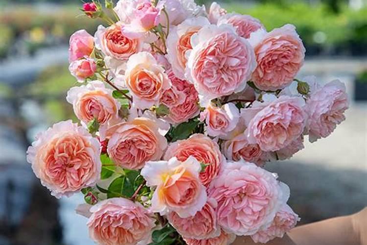 月季花怎么施肥 月季花施什么肥好