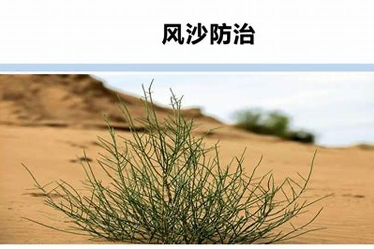 红糖能不能用于土壤改良