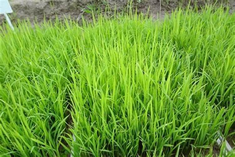 水稻都已经扎根了出新叶就发红发黄 怎么办