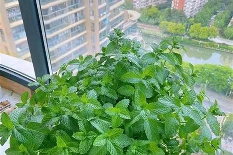 用什么肥好 薄荷施肥方法