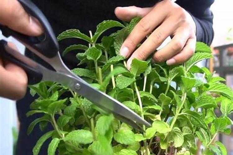 薄荷施肥方法,用什么肥好