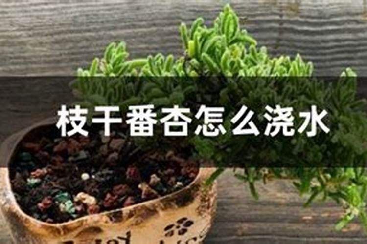 枝干番杏的养殖方法和注意事项