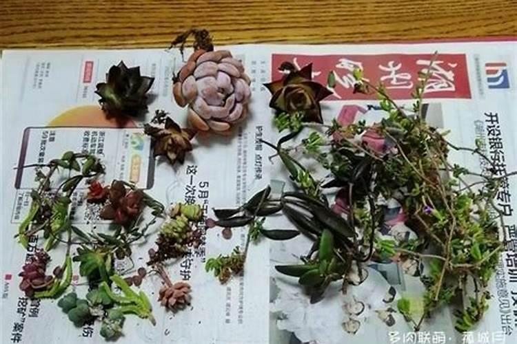 枝干番杏黄叶的原因和处理办法