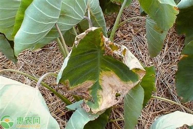 生姜怎么种植
