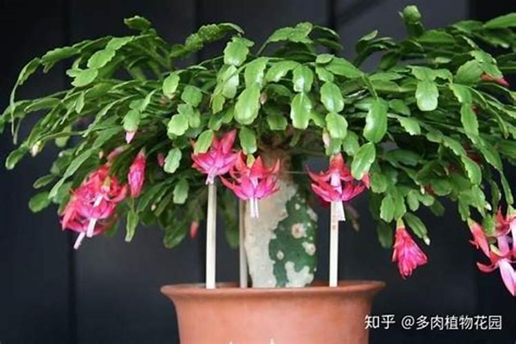 蟹爪兰施什么肥好,如何自制花肥？