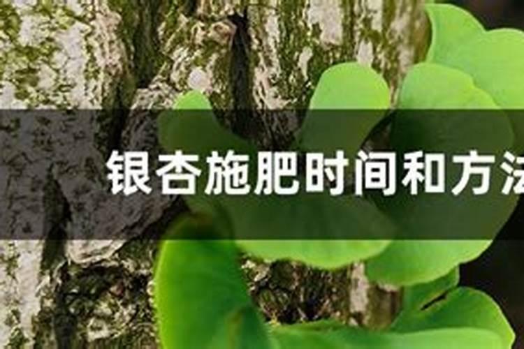 银杏树如何施肥