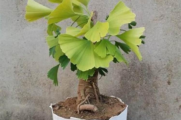 银杏树怎样施肥