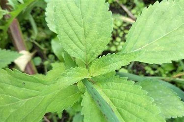 苏子叶的种植技术求老师帮忙