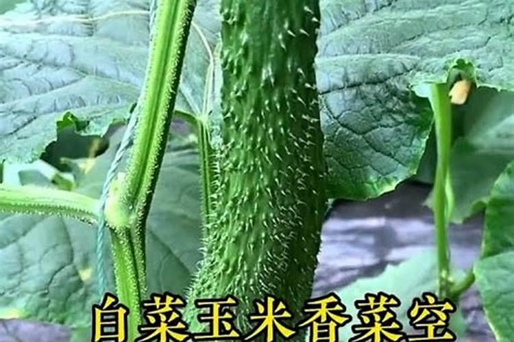 连续下雨后需要给蔬菜施肥吗