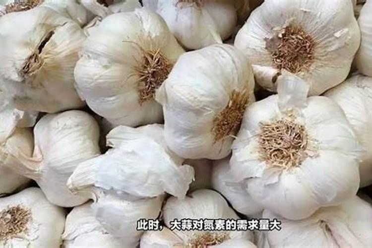 大蒜出苗后多大可以施肥？施什么肥合适？
