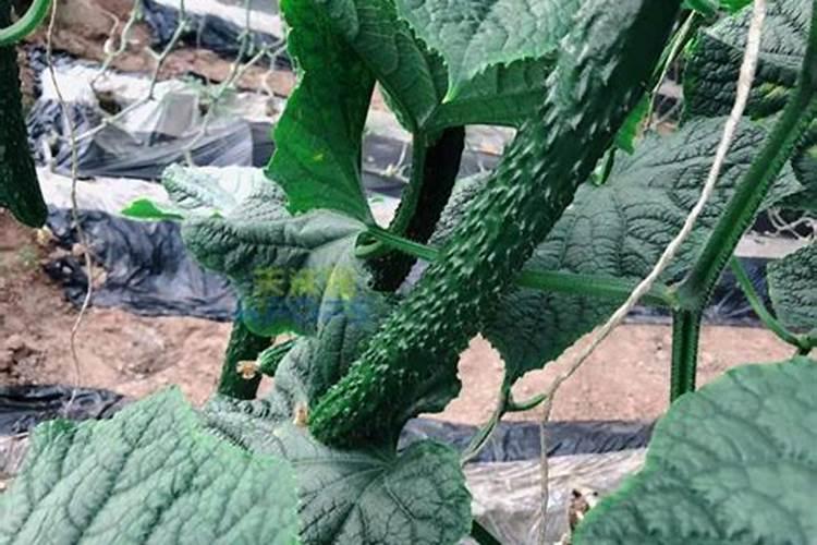在种植黄瓜、辣椒、番茄时,有哪些办法可以促长、增产、防病害？百度知 ...