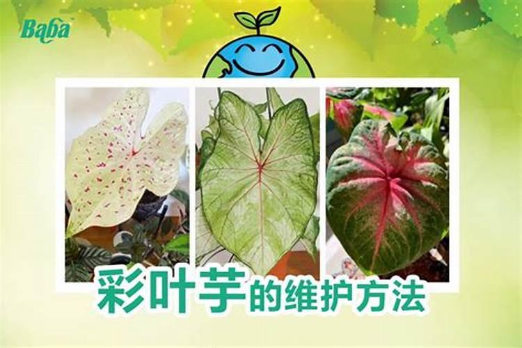 喷过量的叶面肥种植物会怎么样