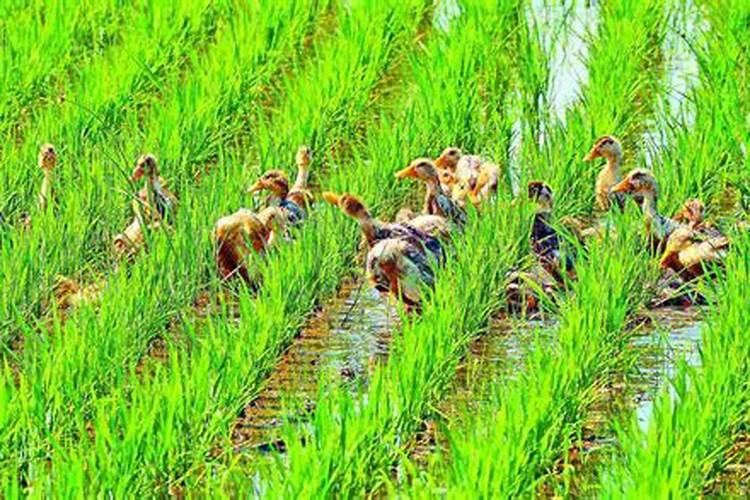 在水田淹水的这个时期,哪种氮肥是不应该施用的