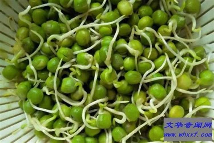 豌豆的哪些部分可以被当做食材使用呢