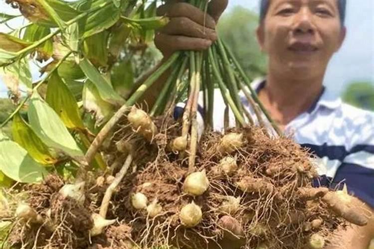 玉竹种子价格多少钱一斤？种植前景如何？