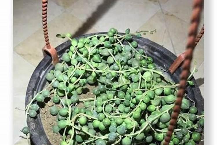 多肉佛珠怎样施肥