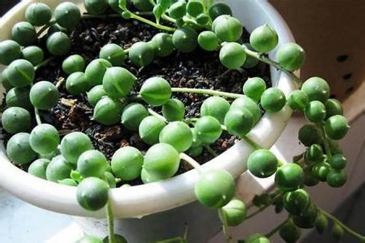 盆栽多肉佛珠怎么养