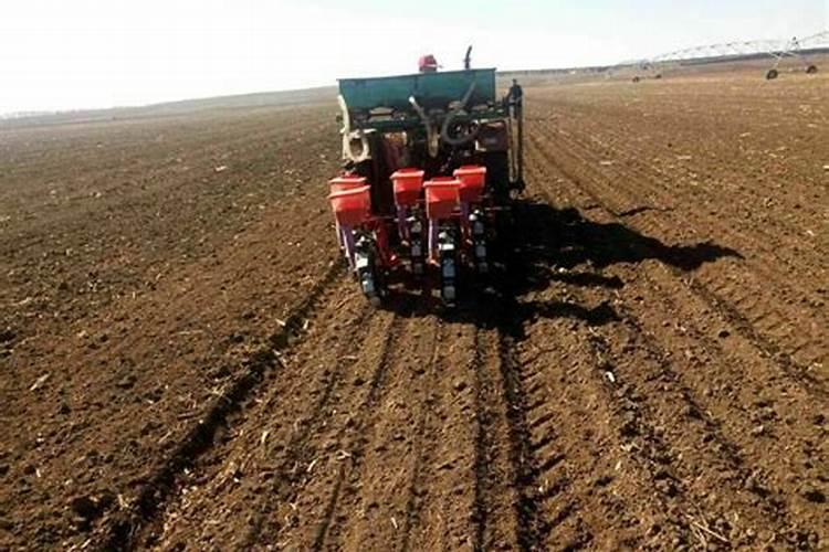 生物酶活化磷肥与泥土加水搅均沾在果苗根系上在种下这样是否会烧根