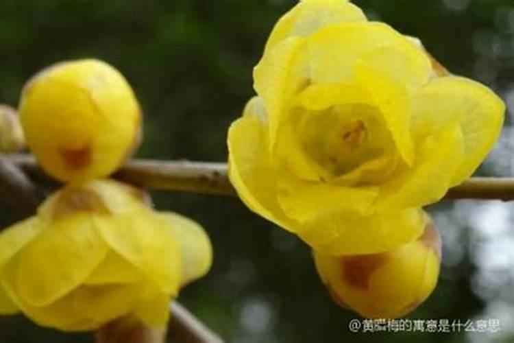 如何使盆栽腊梅多开花？