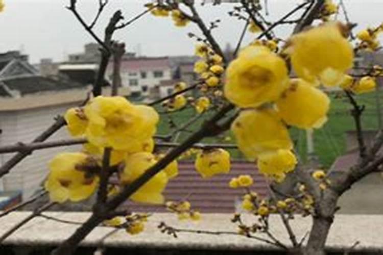 腊梅树叶子发黄干枯怎么办(叶子干枯最好的补救办法)