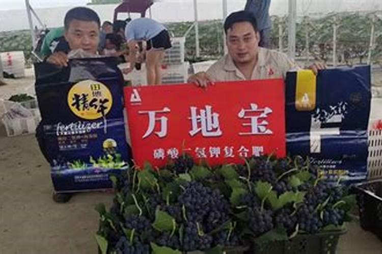 请问阳光玫瑰葡萄用赤霉酸对水的比例是多少,谢谢!