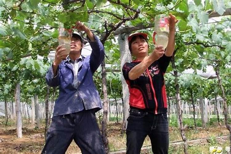 赤霉酸主要用于哪些作物？如何使用？