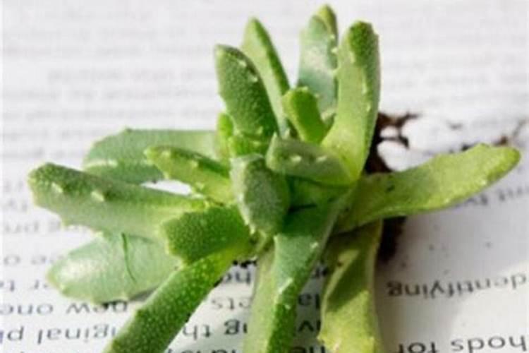 如何种植盆栽