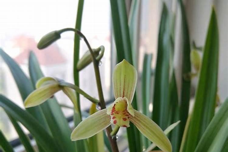 兰花分盆多久施肥 兰花分盆后应该几月进行施肥？