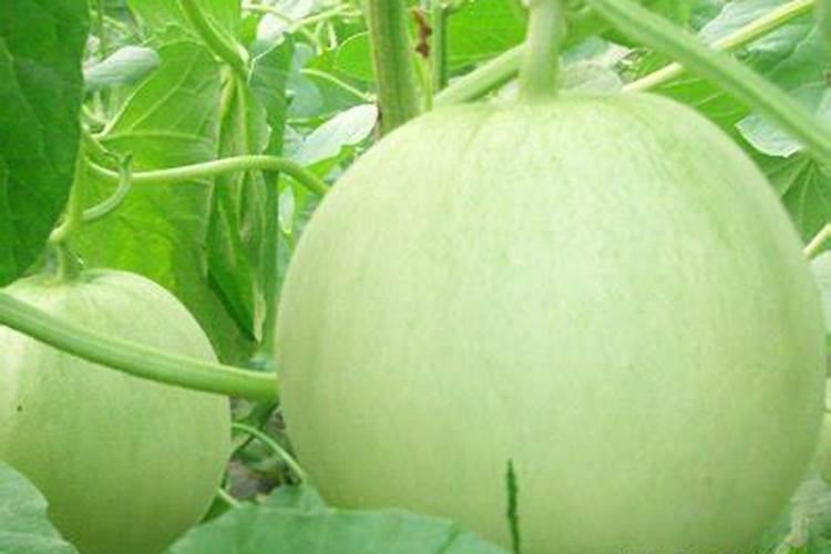 甜瓜定植后怎样施增甜肥效果好