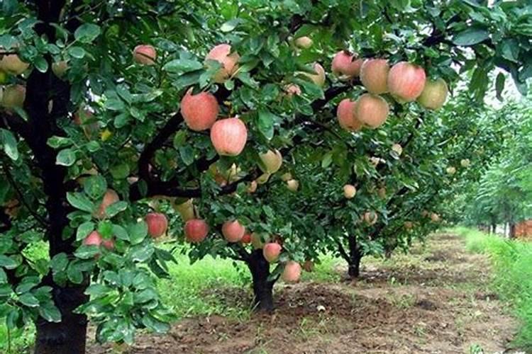 苹果树开春施什么肥好