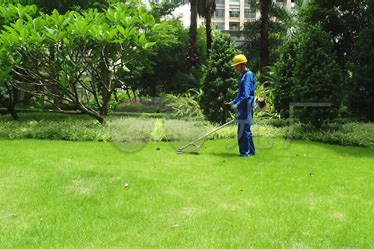 什么时候给鸭梨树施肥好