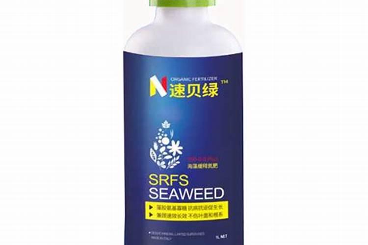 海藻怎么养长的好