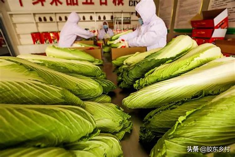 白菜什么时候施肥最合适